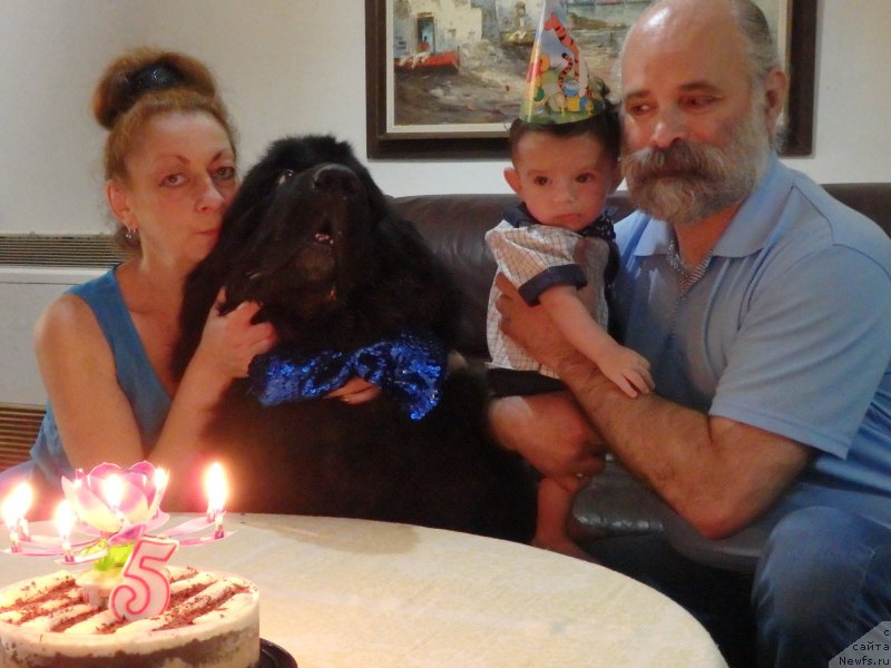 Фото: ньюфаундленд Pitern'yuf CHao-Kakao (Питерньюф Чао-Какао), Lina Troyanskaya (Лина Троянская)