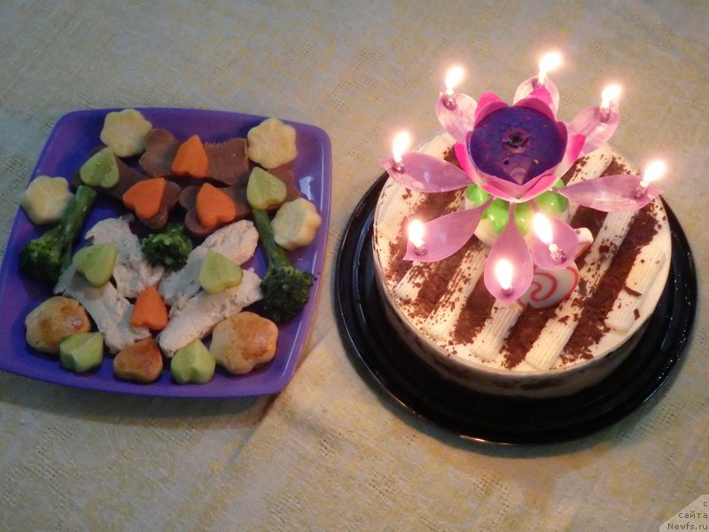 Фото: ньюфаундленд Pitern'yuf CHao-Kakao (Питерньюф Чао-Какао)