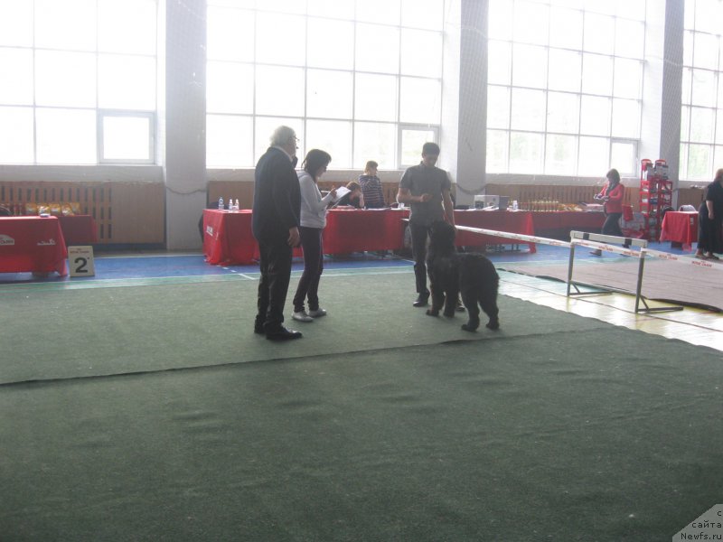 Фото: Anton Abdrashitov (Антон Абдрашитов), ньюфаундленд Piternyuf Aventure (Питерньюф Авантюра)