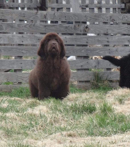 Фото: ньюфаундленд N'yufort Vesna Lyubvi (Ньюфорт Весна Любви)