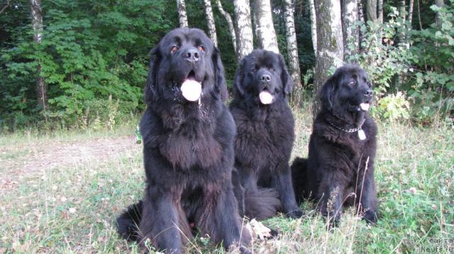 Фото: ньюфаундленд Al'fa Rikardo (Альфа Рикардо), ньюфаундленд Amulet Lyubvi i Schastya (Амулет Любви и Счастья), ньюфаундленд Nort Fyeys Lavanda (Норт Фэйс Лаванда)