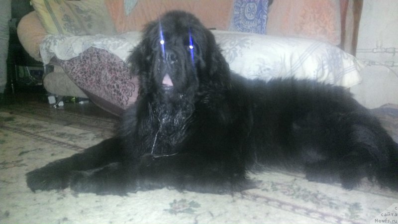 Фото: ньюфаундленд Starbimovlav Ah Obvorojitel'nyiy (Старбимовлав Ах Обворожительный)