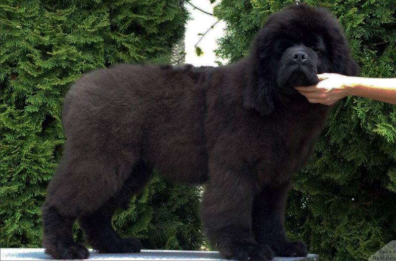 Фотография № 181706