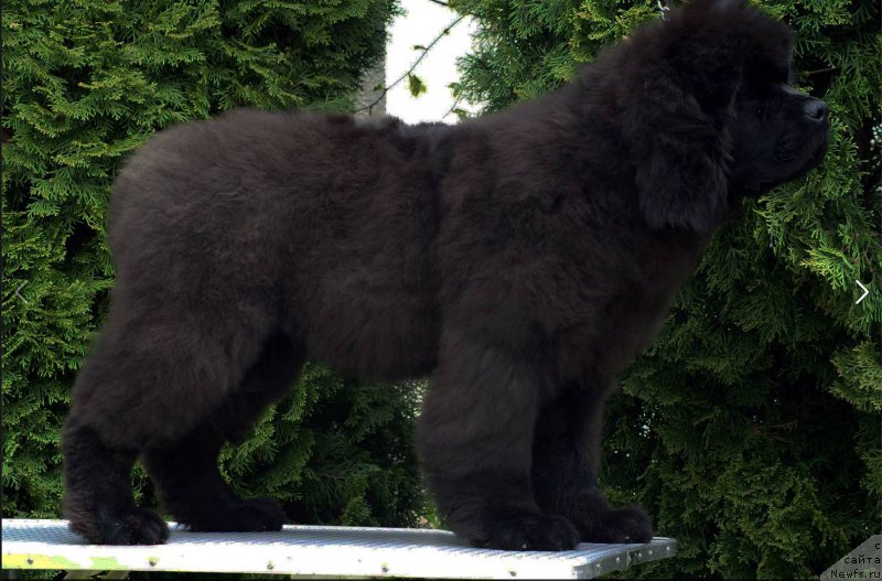 Фотография № 181707