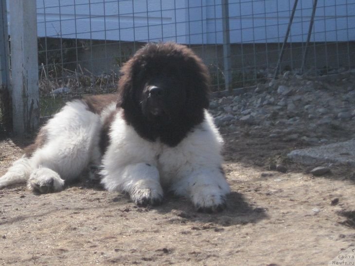 Фотография № 181711