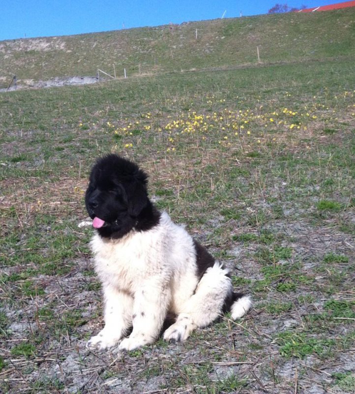 Фотография № 181713