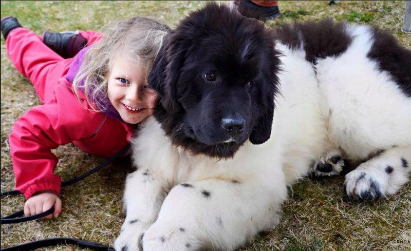 Фото: ньюфаундленд Sent Djons Prince (Сент Джонс Принц)