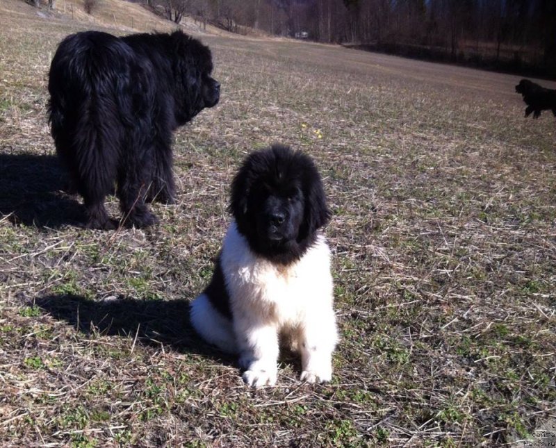 Фотография № 181717