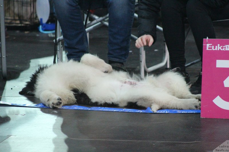 Фото: ньюфаундленд Sent Djons Prince (Сент Джонс Принц)