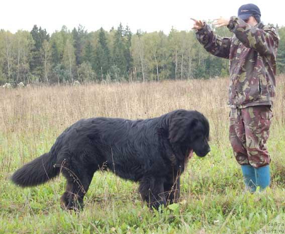 Фото: ньюфаундленд Sent Djons Orfey (Сент Джонс Орфей)