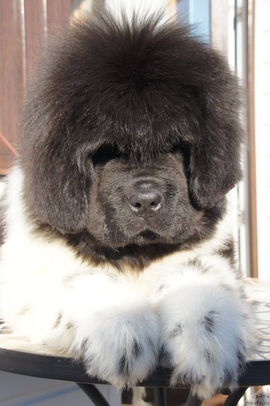 Фотография № 181720