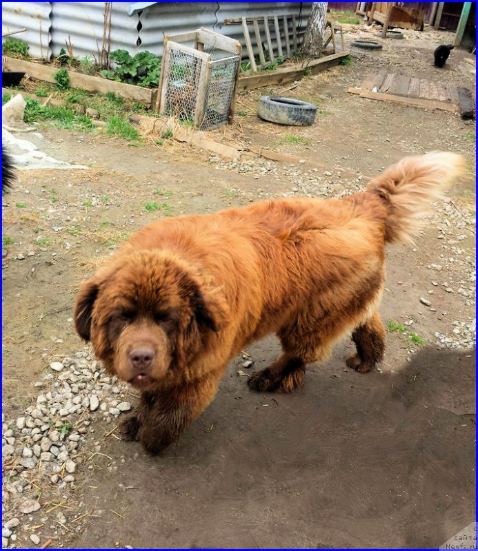 Фото: ньюфаундленд Brownblood MSK Hakim Gold Haydar (Браунблад МСК Хаким Голд Хайдар)