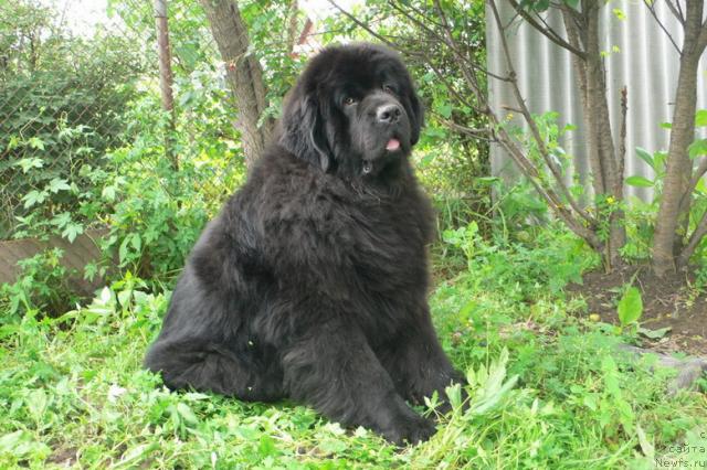 Фото: ньюфаундленд Super Premium Ameliya YEkshen (Супер Премиум Амелия Экшен)