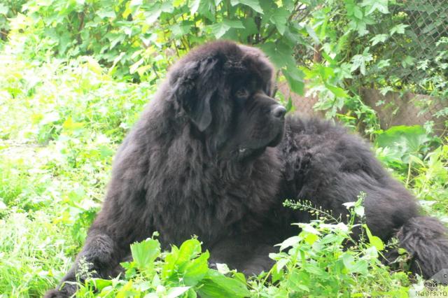 Фото: ньюфаундленд Super Premium Ameliya YEkshen (Супер Премиум Амелия Экшен)