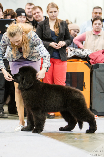 Фото: ньюфаундленд Sent Djons Optimus Prime (Сент Джонс Оптимус Прайм)