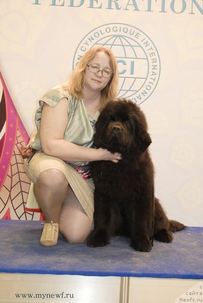 Фото: ньюфаундленд Sent Djons Max Hold (Сент Джонс Макс Холд)