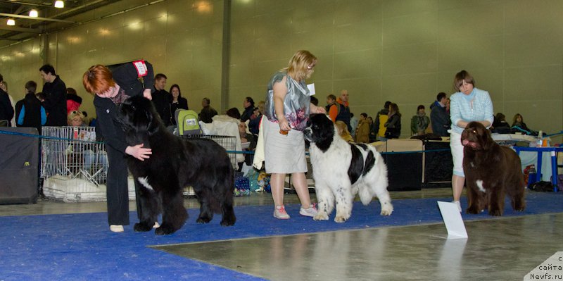 Фото: ньюфаундленд Sent Djons Valentine’s Day (Сент Джонс Валентине'с Дей)