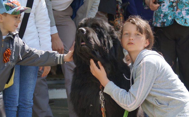Фото: ньюфаундленд Charuyuschiy Chezario (Чарующий Чезарио)
