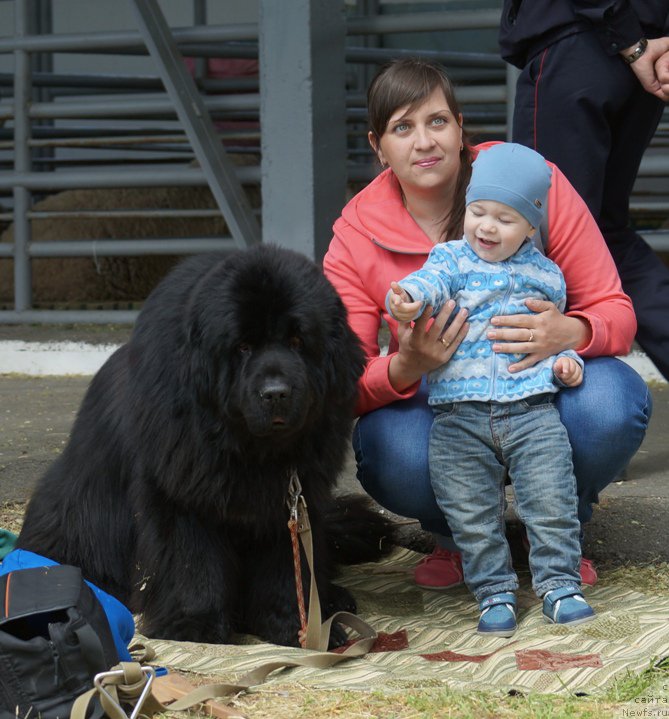 Фото: ньюфаундленд Charuyuschiy Chezario (Чарующий Чезарио)