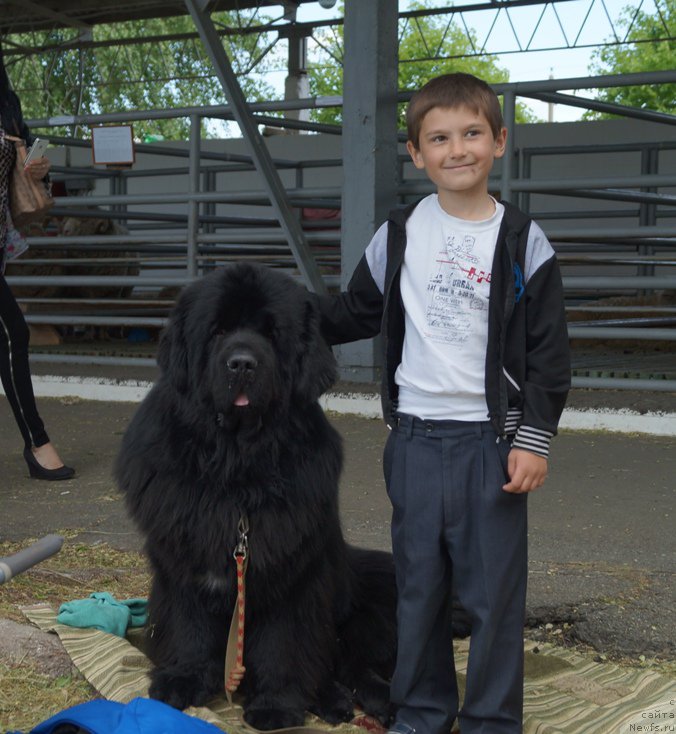 Фото: ньюфаундленд Charuyuschiy Chezario (Чарующий Чезарио)