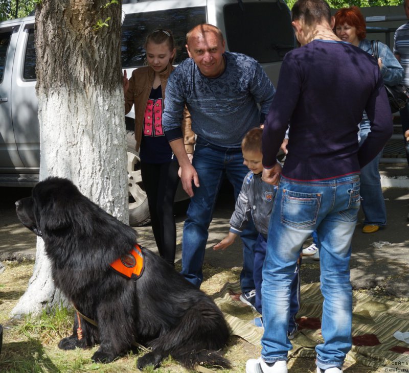 Фото: ньюфаундленд Charuyuschiy Chezario (Чарующий Чезарио)