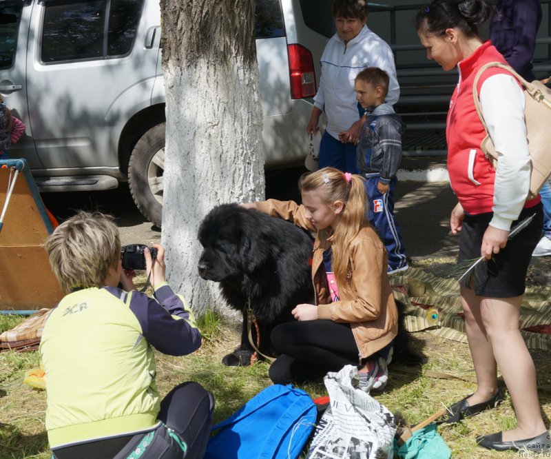 Фото: ньюфаундленд Charuyuschiy Chezario (Чарующий Чезарио)