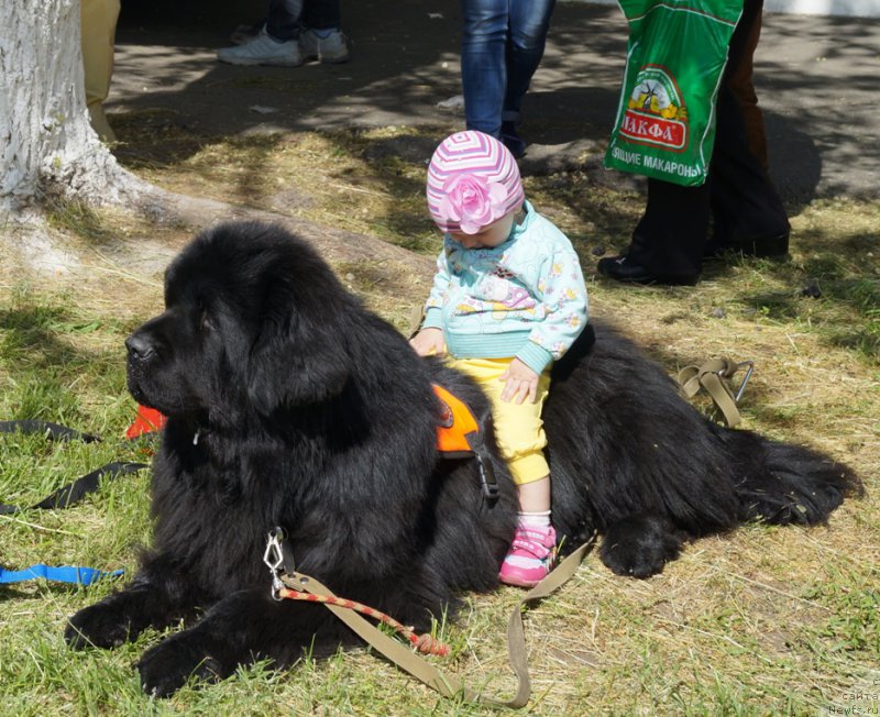 Фото: ньюфаундленд Charuyuschiy Chezario (Чарующий Чезарио)