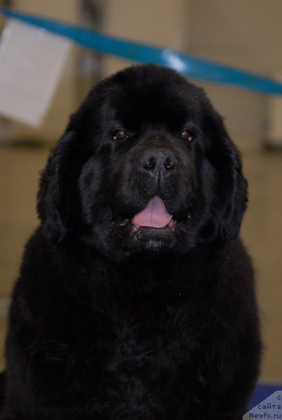 Фотография № 181771