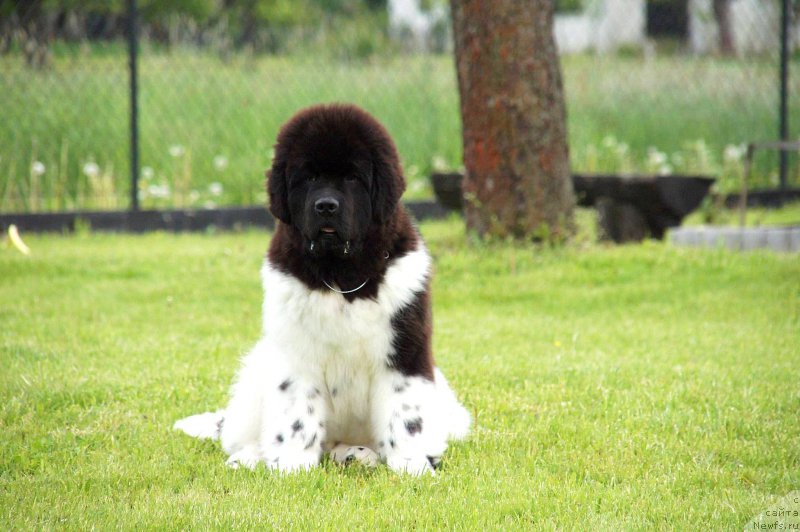 Фотография № 181773