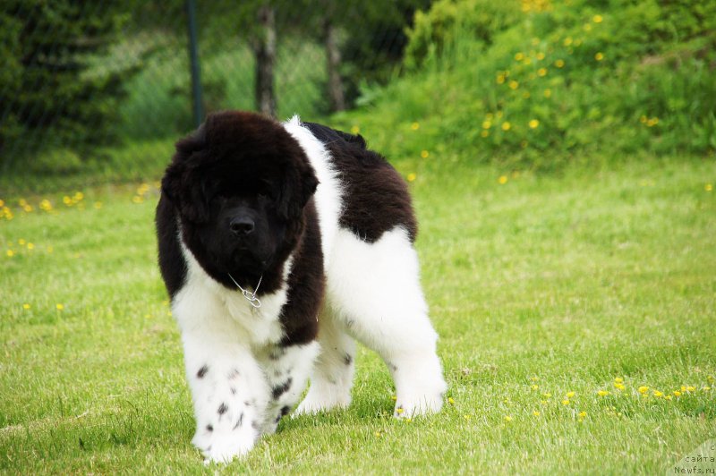 Фотография № 181774