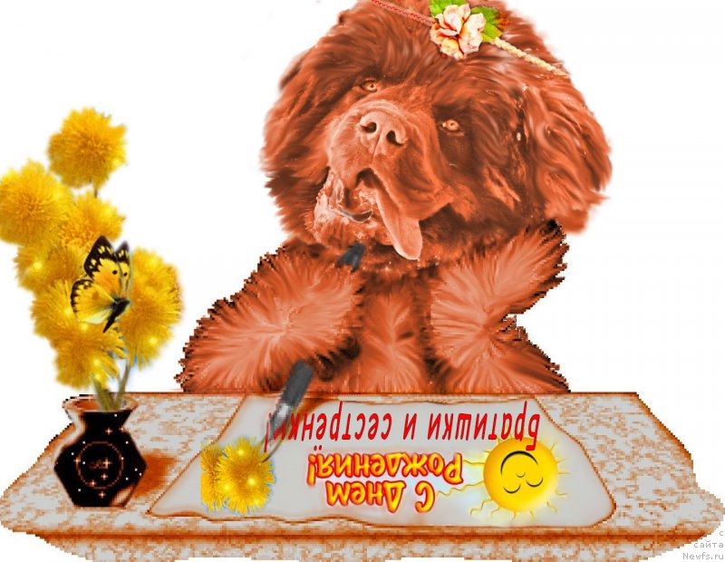 Фото: ньюфаундленд Brownblood MSK Hakim Gold Haydar (Браунблад МСК Хаким Голд Хайдар)