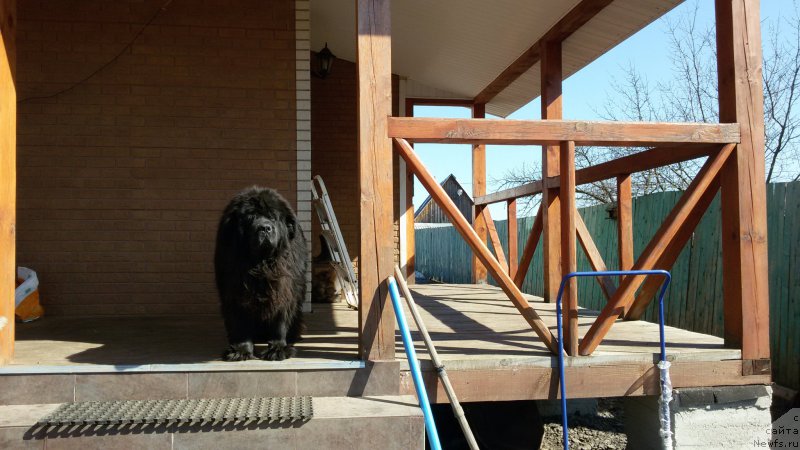 Фото: ньюфаундленд Potap Felicia (Потап Фелиция)