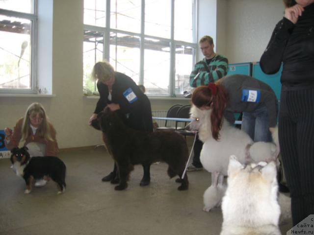 Фото: ньюфаундленд Angel Moey Duchi Sladkaya Shokoladka (Ангел Моей Души Сладкая Шоколадка)