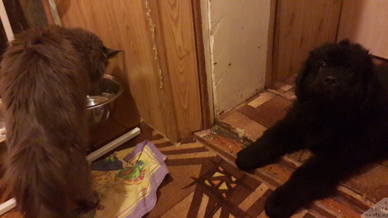 Фото: ньюфаундленд CHernyiy Balu Elisey (Черный Балу Елисей)