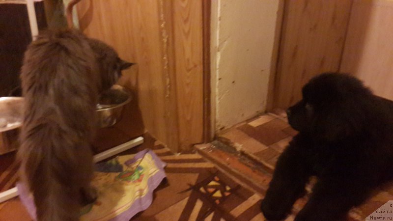 Фото: ньюфаундленд CHernyiy Balu Elisey (Черный Балу Елисей)