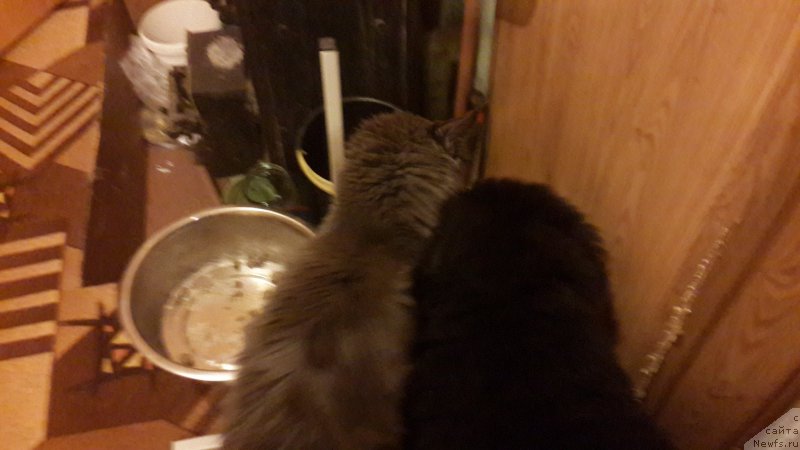 Фото: ньюфаундленд CHernyiy Balu Elisey (Черный Балу Елисей)