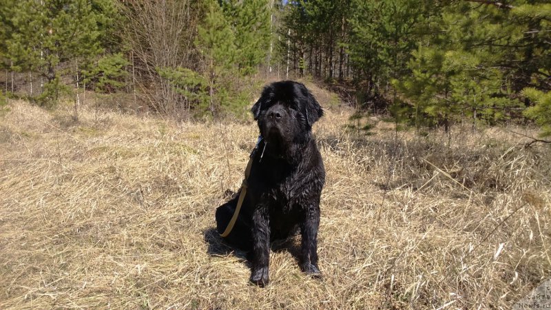 Фото: ньюфаундленд Smigar Volna Uspeha (Смигар Волна Успеха)