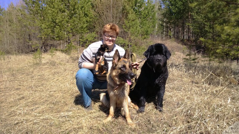 Фото: ньюфаундленд Smigar Volna Uspeha (Смигар Волна Успеха)