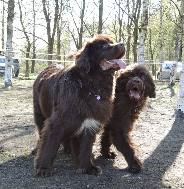 Фото: ньюфаундленд Fann'yuf Jelannaya Madmuazel' SHante Blyuz (Фанньюф Желанная Мадмуазель Шанте Блюз), ньюфаундленд Aquatoriya Kelvin Heather Honey (Акватория Келвин Хизер Хани)