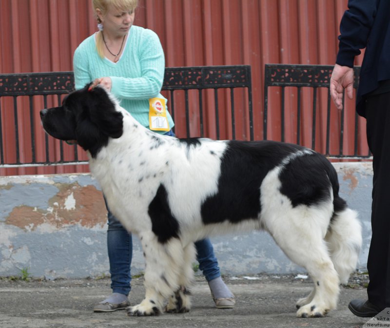Фото: ньюфаундленд Mag Ispolin Optimus Praym (Маг Исполин Оптимус Прайм)