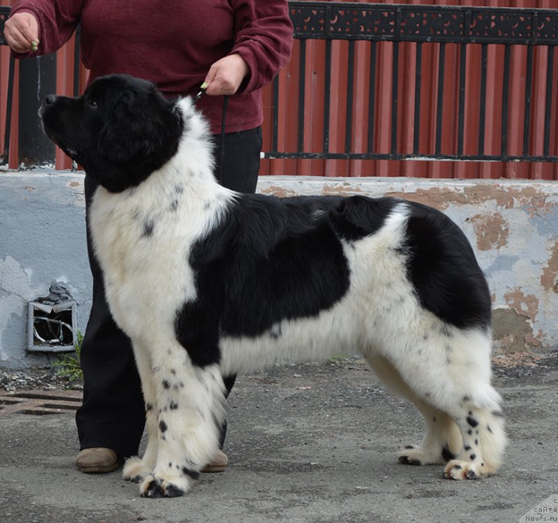 Фотография № 181801