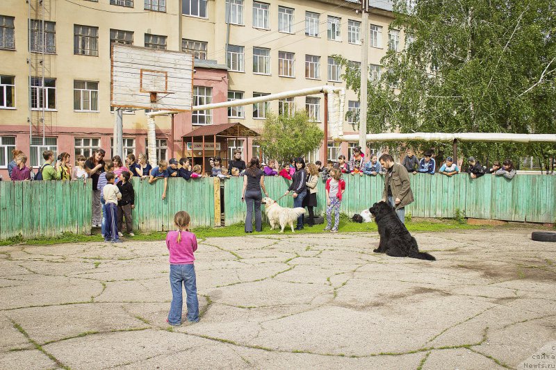 Фото: ньюфаундленд L'vinoe Serdce (Львиное Сердце), Andrey Volkov (Андрей Волков)