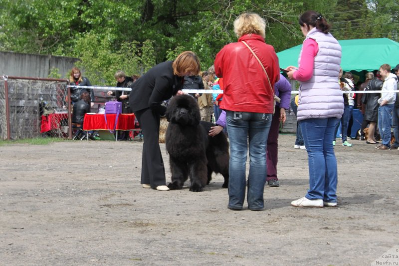 Фото: ньюфаундленд Markiz Maximilien de Mark (Маркиз Максимельен Де Марк)