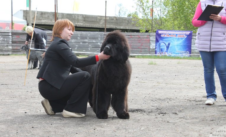 Фото: ньюфаундленд Markiz Maximilien de Mark (Маркиз Максимельен Де Марк)