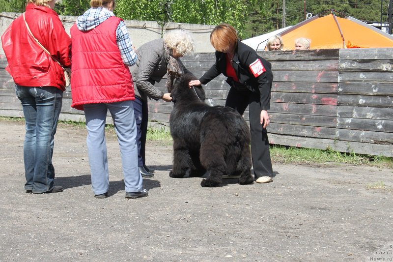 Фото: ньюфаундленд Markiz Maximilien de Mark (Маркиз Максимельен Де Марк)