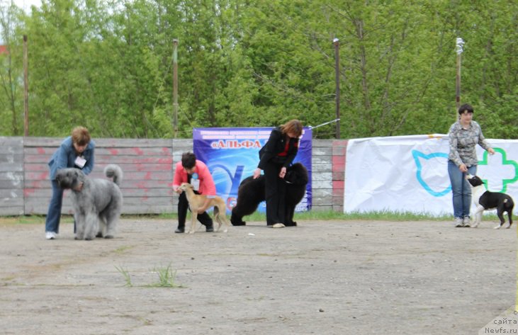 Фото: ньюфаундленд Markiz Maximilien de Mark (Маркиз Максимельен Де Марк)