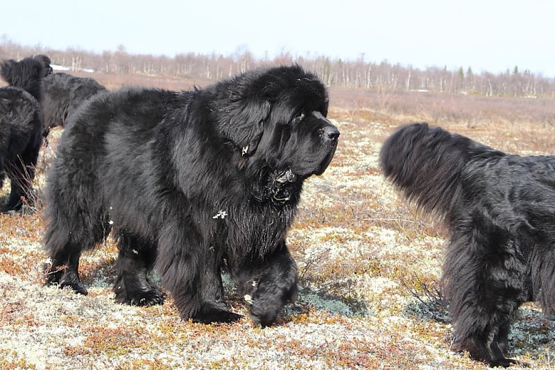 Фото: ньюфаундленд Beguschaya po Volnam Zero Kool (Бегущая по Волнам Зеро Коол)