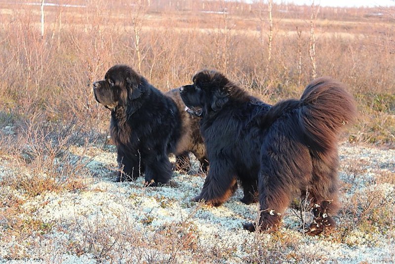 Фото: ньюфаундленд Beguschaya po Volnam Zero Kool (Бегущая по Волнам Зеро Коол), ньюфаундленд King of Helluland You Shock Me