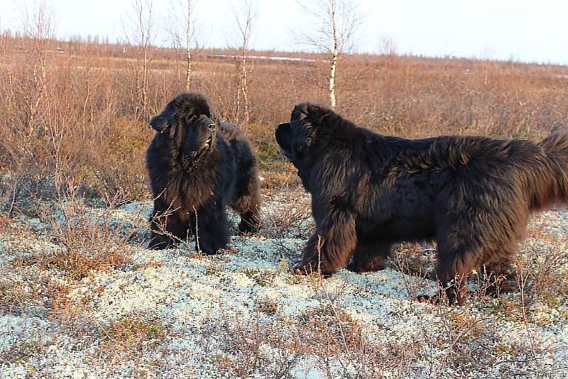 Фото: ньюфаундленд Beguschaya po Volnam Zero Kool (Бегущая по Волнам Зеро Коол), ньюфаундленд King of Helluland You Shock Me