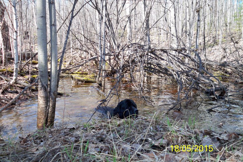 Фото: ньюфаундленд Smigar Volna Uspeha (Смигар Волна Успеха)